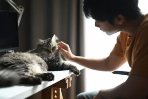 chat